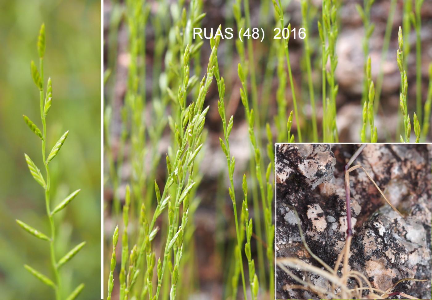 Fescue, Gravel leaf